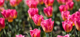 Beautiful bouquet of tulips nature background.