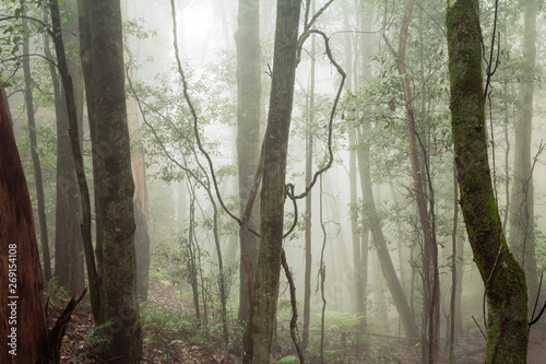Fotografia A walk in the forest