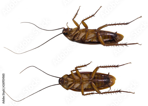 Two side American cockroach isolated.
