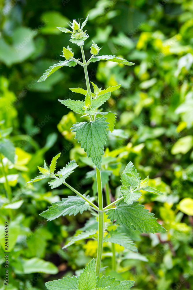 Lemon Melissa in the summer garden. Melissa officinalis