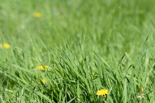 Fresh green grass on sunlit lawn close up. Natural background