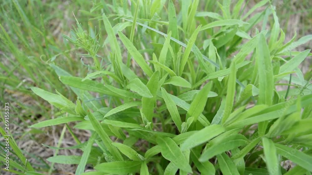 Background of green foliage on the grass. texture. Background of green foliage on the grass. texture.