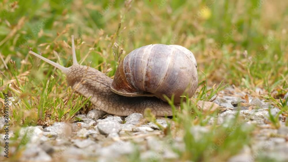 Close up, time lapse shot of a snail crawling from the left to the right side on a green stoney forest ground. Close up, time lapse shot of a snail crawling from the left to the right side on a green stoney forest ground.
