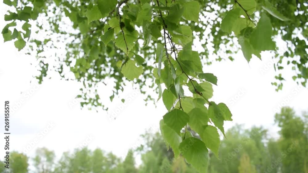 Background of green leaves and tree branches. Background of green leaves and tree branches.