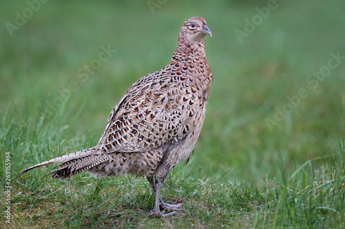 a close up portrait of a female hen pheasant, phasianus colchicus, standing proud on a grass field, staring right © alan1951