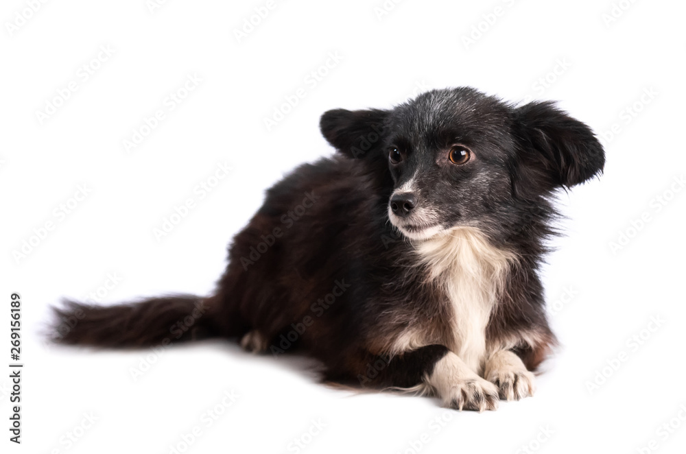 funny black and white doggy isolated on white background