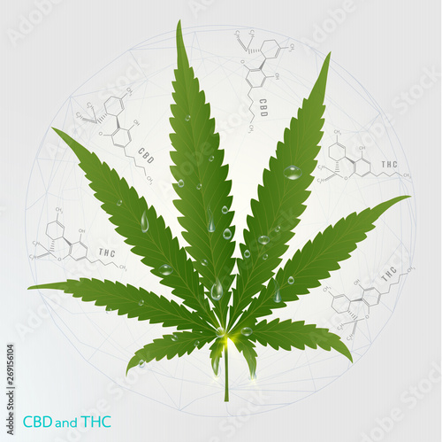 Vector Marijuana Green icon and green Leaf isolated on white background.