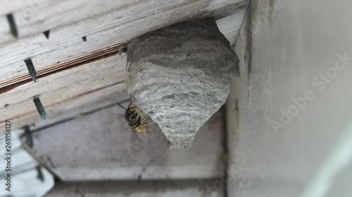 a black-yellow wasp flies to its nest building under a wooden roof overhang photo
