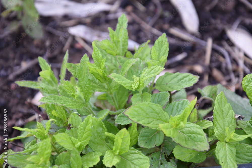 Fresh mint leaves in backyard Fresh mint leaves in backyard