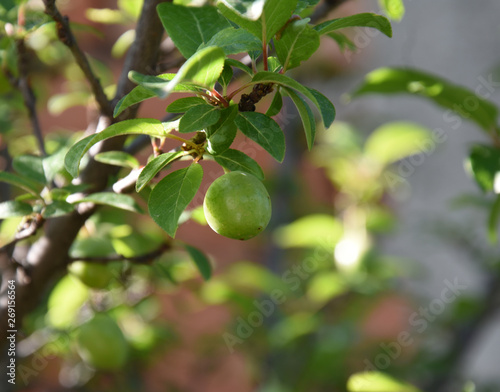 Plum tree with unripe fruits