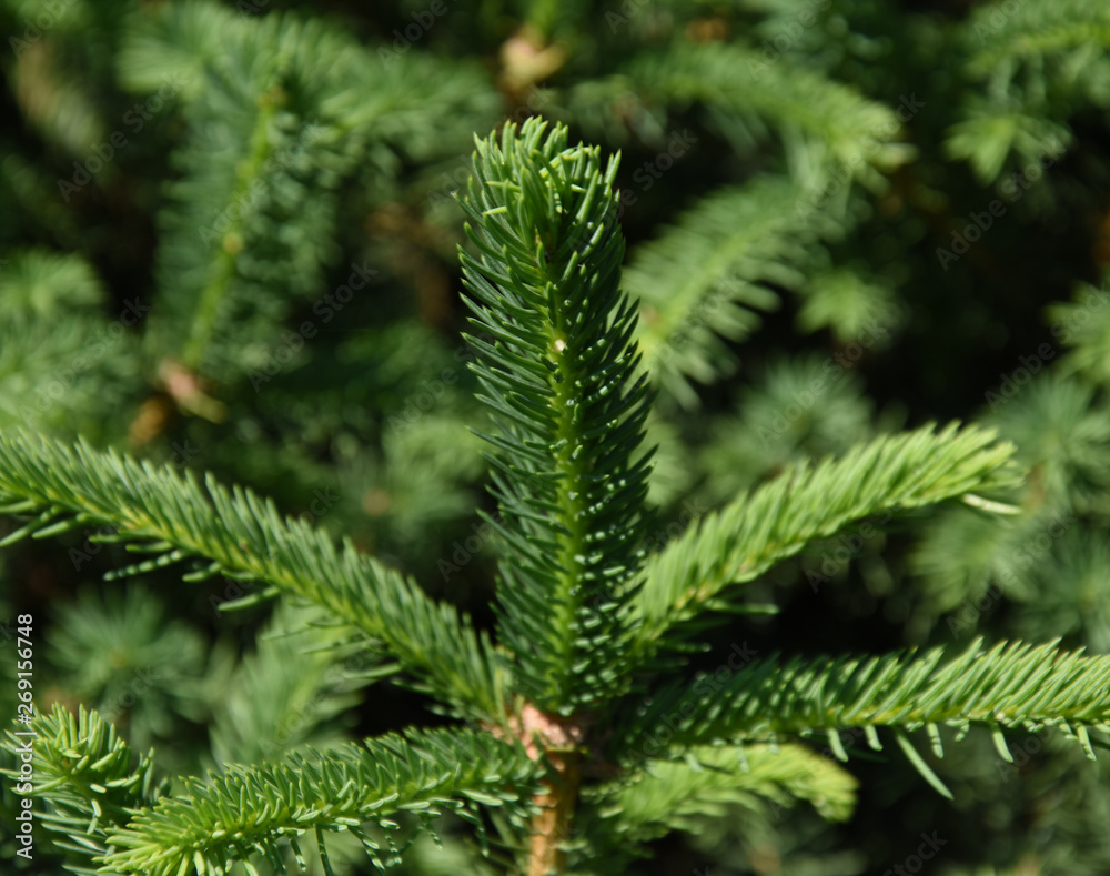 Pine tree branches close up Pine tree branches close up