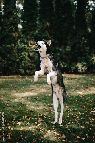 Husky dog jumps for food © mrsmitt22