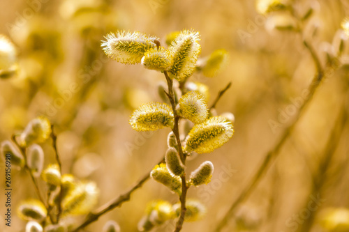 Yellow flowers on the branches of willow
