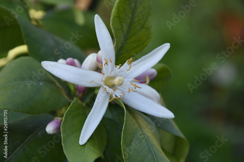 Lemon tree with his flowers © Ljupcho