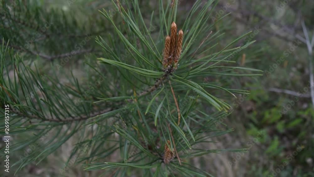 Beautiful green pine needles. Background, texture. Beautiful green pine needles. Background, texture.