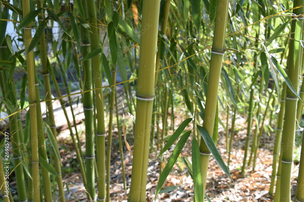 Fototapeta premium Bamboo tree in the yard in spring