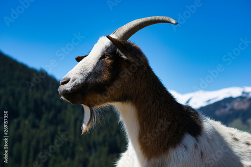 Alpine Goat, close up image. She has lost one of her horns but is still charming
