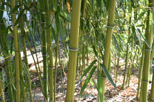 Bamboo tree in the yard in spring