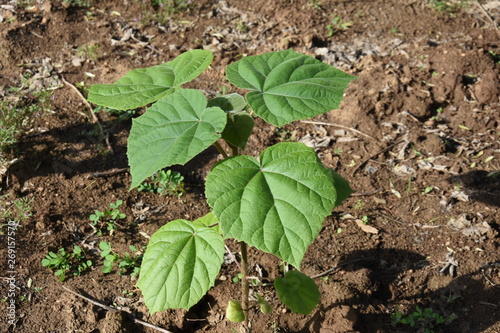 Paulownia elongata young trees saddles
