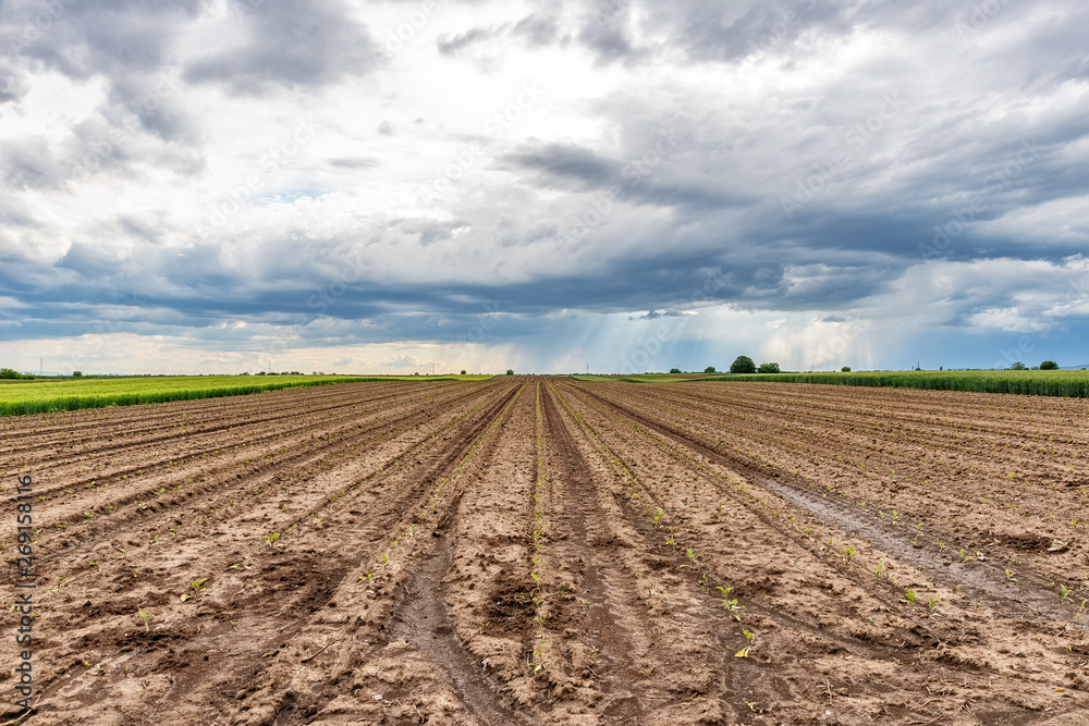 Plowed agricultural field and clouds in the sky Plowed agricultural field and clouds in the sky