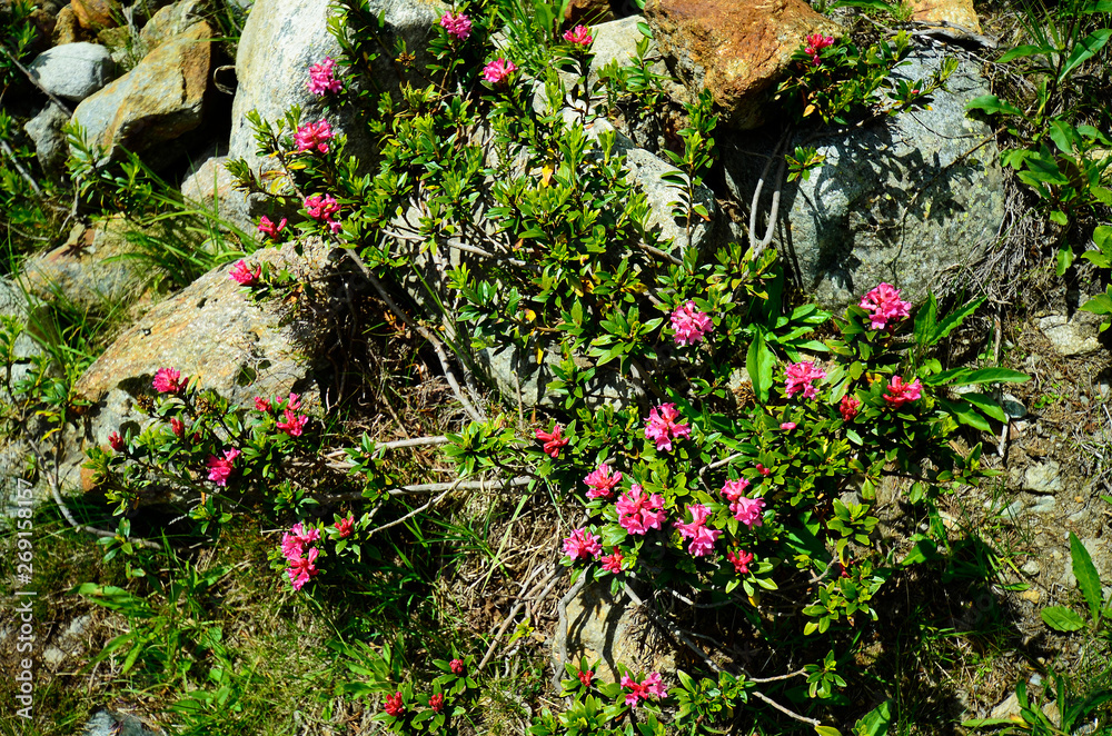 Fototapeta premium Austria, Tirol, Kaunertal, Botany