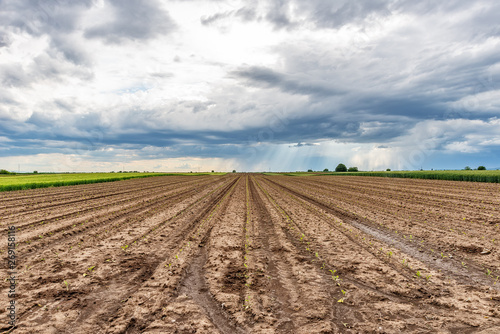 Plowed agricultural field and clouds in the sky