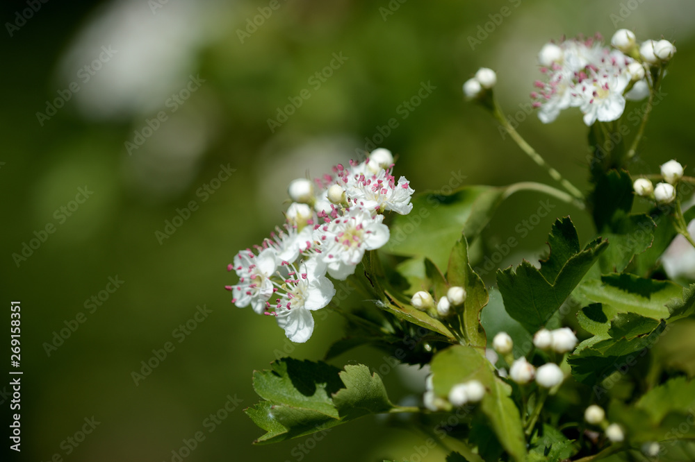 Beautiful white flowers of hawthorn on a sunny day close up Beautiful white flowers of hawthorn on a sunny day close up
