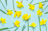 Spring floral background. Yellow narcissus or daffodil flowers on blue background top view flat lay. Easter concept, International Women's Day, March 8, holiday. Card with flowers. Place for text