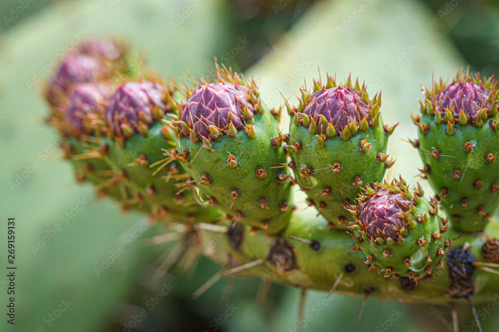 Prickly pear cactus macro shot with fruit in red color, cactus spines. Prickly pear cactus macro shot with fruit in red color, cactus spines.