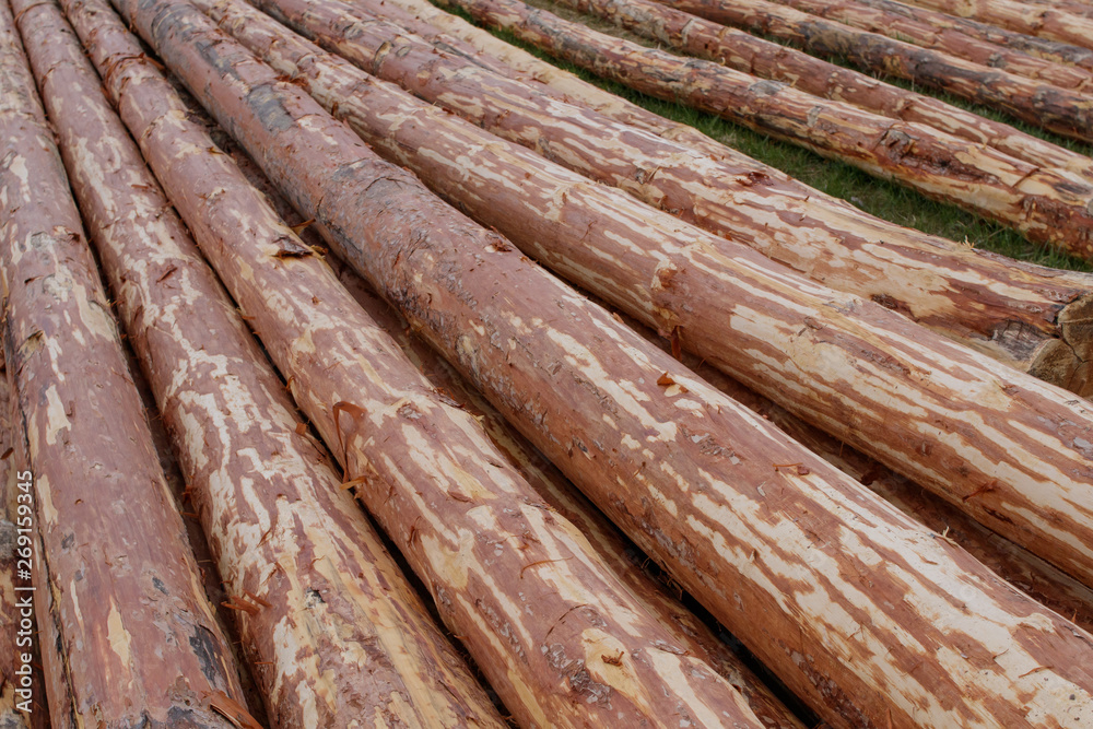 Pine logs lying on the meadow. They are cleared of bark.