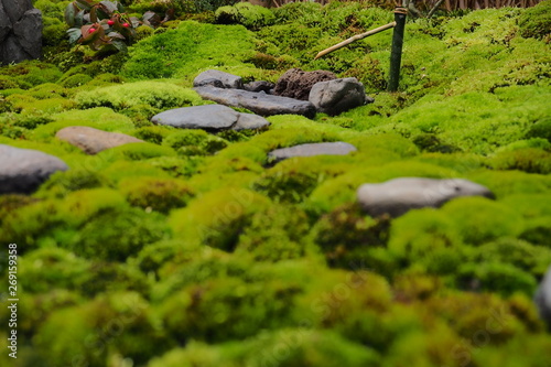苔のある日本庭園のミニチュア