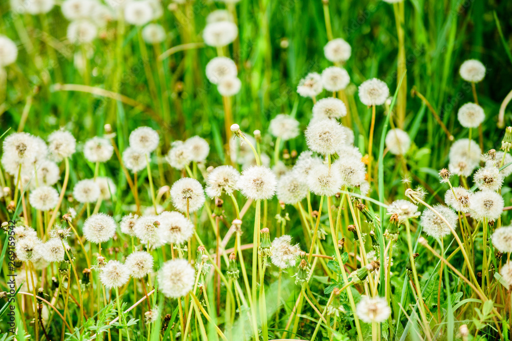 Meadow of white dandelions. Summer field. Dandelion field. spring background with white dandelions. Seeds. Fluffy dandelion flower against the background of the summer landscape. field with dandelion