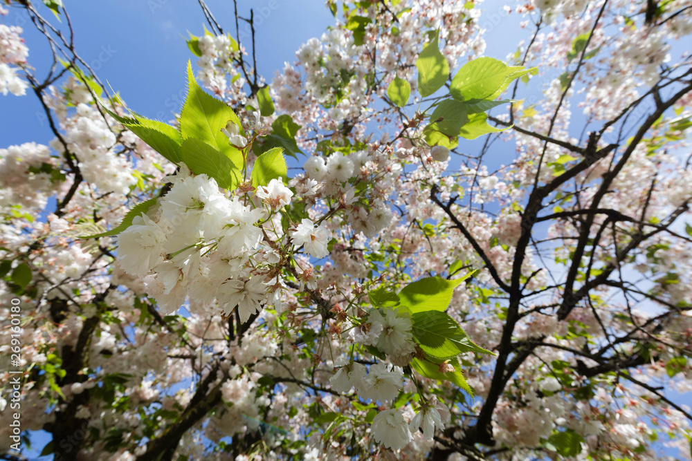 Obraz premium apple tree in blossom