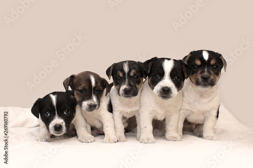 Five Little Puppies