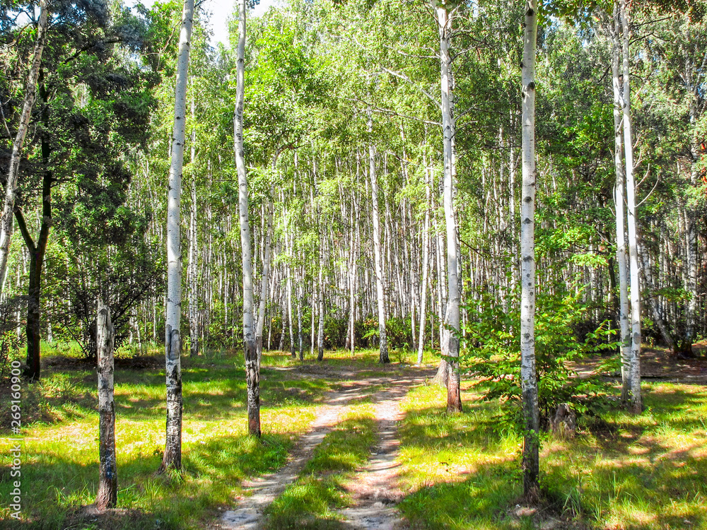 Russian birch grove in the forest