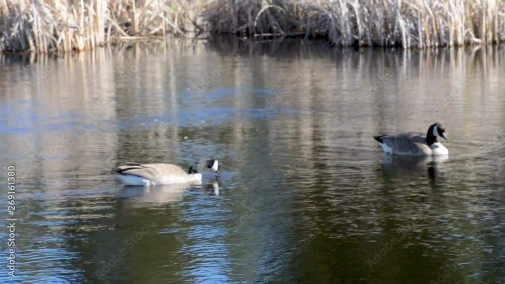 Canadian geese floating along in a rural lake during the start of spring. Canadian geese floating along in a rural lake during the start of spring.
