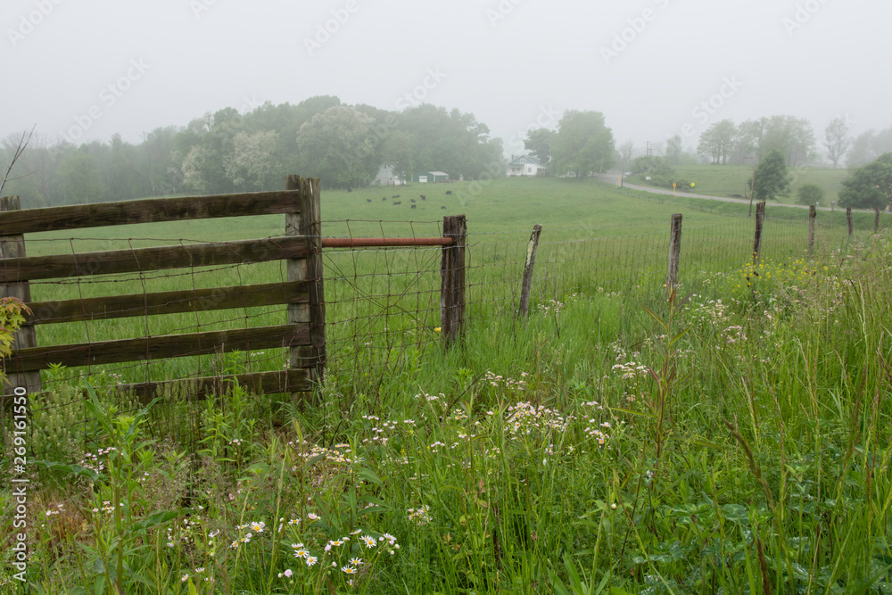 Fenceline on an Appalachian farm Fenceline on an Appalachian farm
