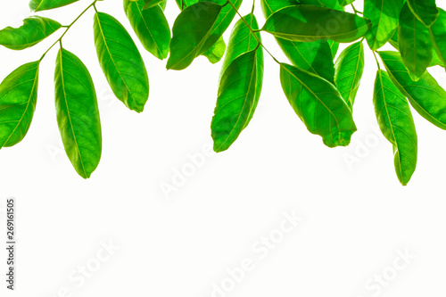 Isolated green leaf on the white background.
