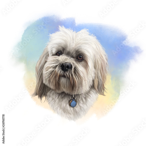 Obraz na plátně Portrait of a white Lhasa apso dog on watercolor backgtound