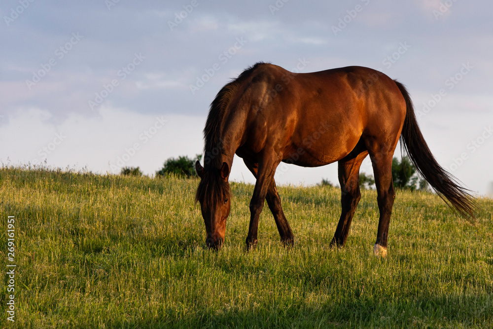 Fototapeta premium Thoroughbred broodmare grazing