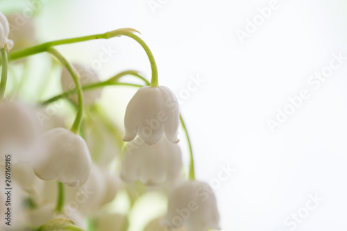Lilies of the valley, floral background