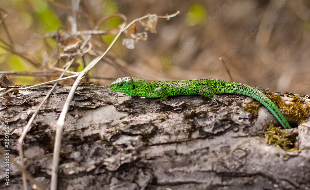 green lizard on a fallen tree. forest lizard on tree bark green lizard on a fallen tree. forest lizard on tree bark