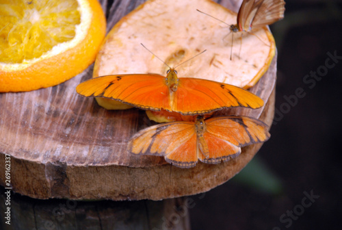 Farfalla - Dryas Julia - Mariposa dama photo