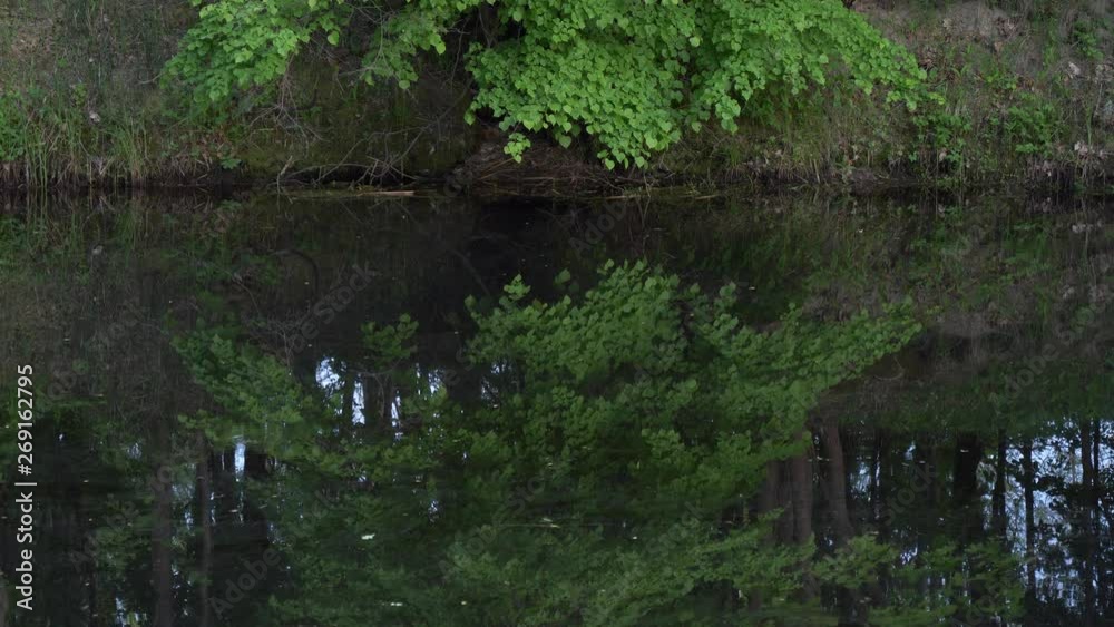 reflection in the water of a forest landscape reflection in the water of a forest landscape