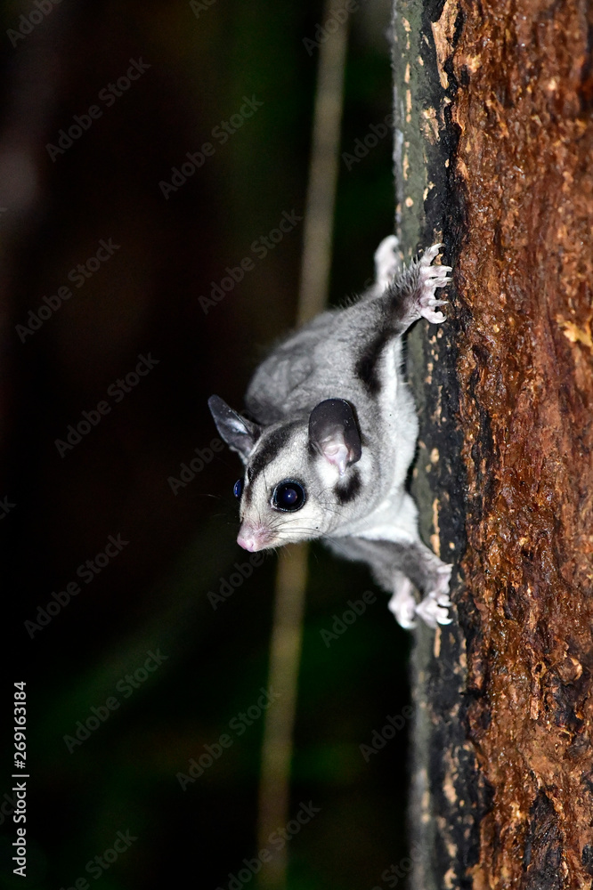 52 件の最適な 飛ぶモモンガ 画像 ストック写真 ベクター Adobe Stock