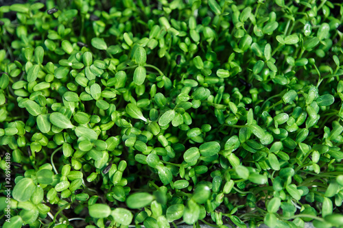 Microgreen background in natural light