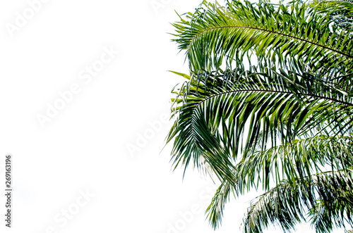 Palm tree © khunkornStudio