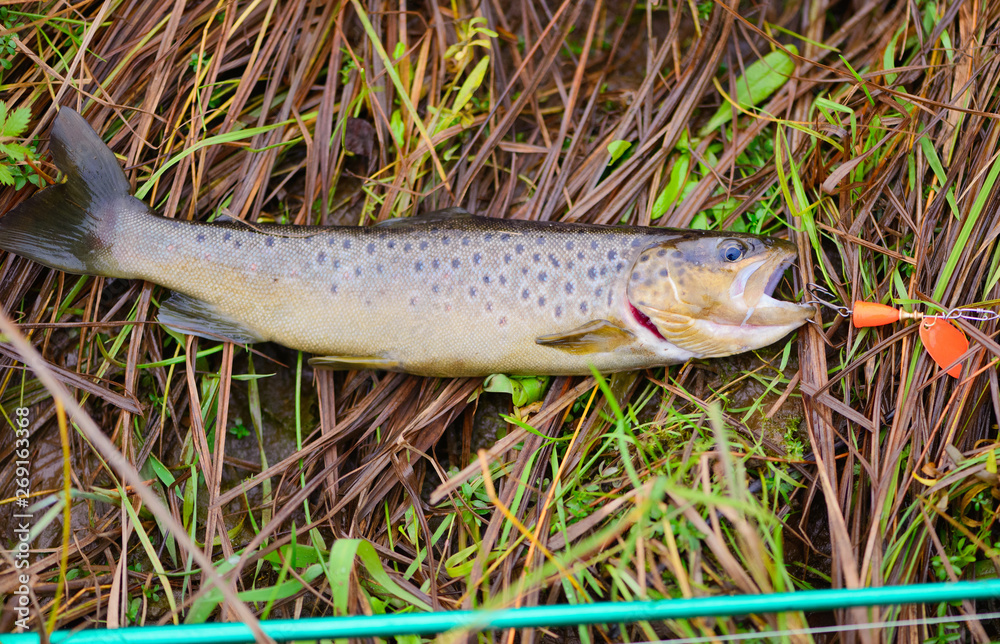 The brown trout (Salmo trutta) with fishing spoon in its mouth is lying on a grass of riverbank in outdoors. The brown trout (Salmo trutta) with fishing spoon in its mouth is lying on a grass of riverbank in outdoors.