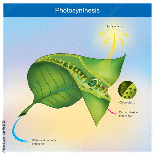 Photosynthesis is a process by plants and other organisms use to convert light energy into chemical energy. photo