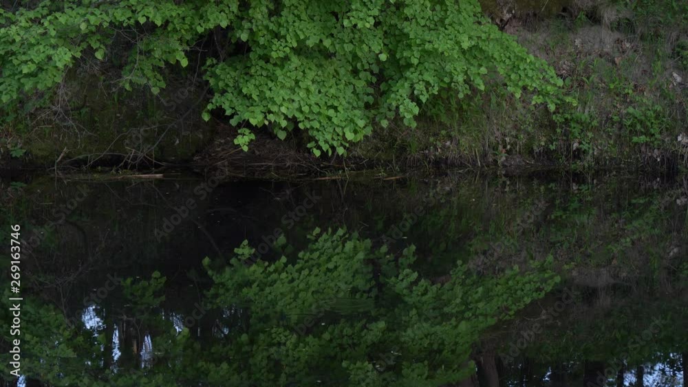 reflection in the water of a forest landscape reflection in the water of a forest landscape